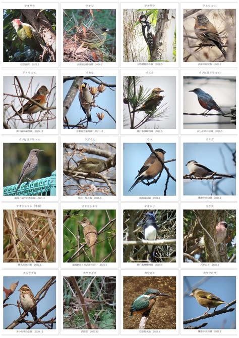 鳥 庭|野鳥図鑑（野鳥の種類、名前）